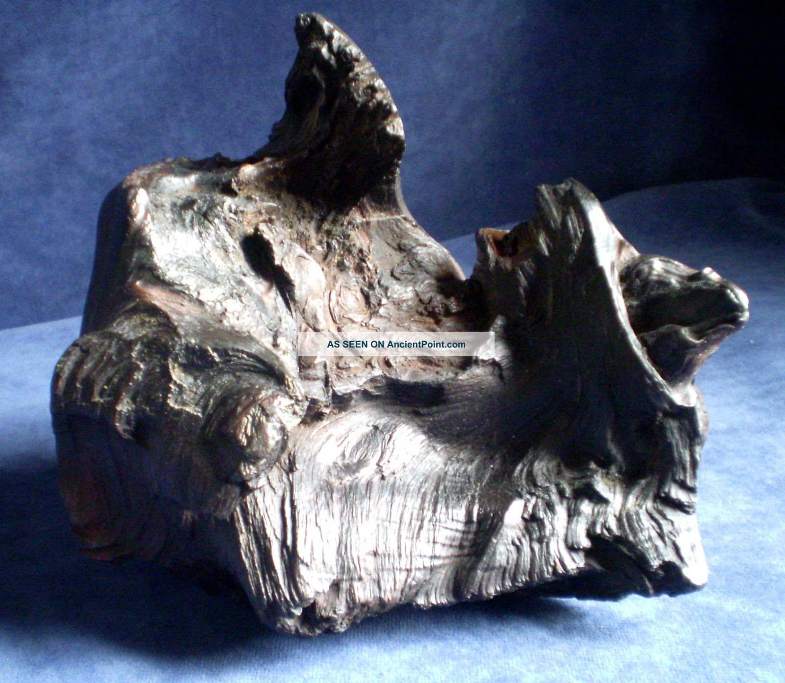 Chunk ~ Irish Bog Oak ~ Ancient Petrified Wood Irish photo