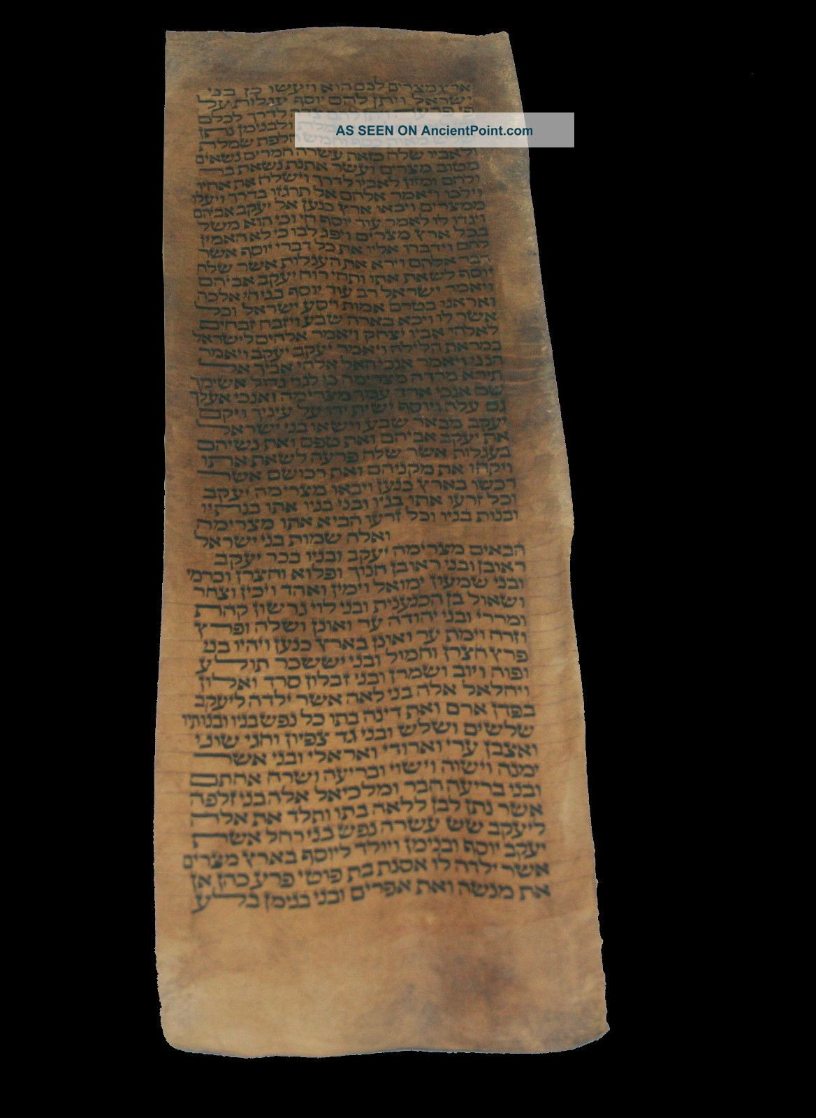 Torah Scroll Bible Vellum Manuscript 