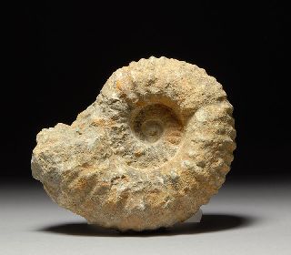 Prehistoric Fossilized Early Jurassic Ammonite Cephalopod Marine Snail Fossil photo
