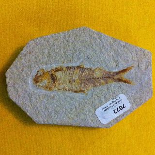 Prehistoric Fossilized Schooling Fish Plaque Very Rare photo