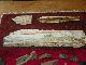 Archaeological Finds Arrow Heads Petrified Wood Old Bolt Crystallized Glass Bone Uncategorized photo 1