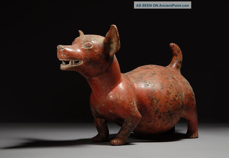 Ancient Pre Columbian Colima Pottery Dog 200 B.  C. The Americas photo