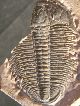 Huge Ultra Rare Utaspis Marjumensis Trilobite Only Big One Available Anywhere The Americas photo 9