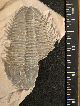 Huge Ultra Rare Utaspis Marjumensis Trilobite Only Big One Available Anywhere The Americas photo 10