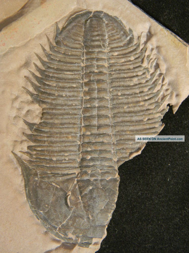 Huge Ultra Rare Utaspis Marjumensis Trilobite Only Big One Available Anywhere The Americas photo