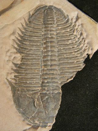 Huge Ultra Rare Utaspis Marjumensis Trilobite Only Big One Available Anywhere photo