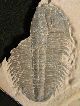 Huge Ultra Rare Utaspis Marjumensis Trilobite Only Big One Available Anywhere The Americas photo 1