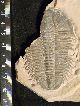 Huge Ultra Rare Utaspis Marjumensis Trilobite Only Big One Available Anywhere The Americas photo 6