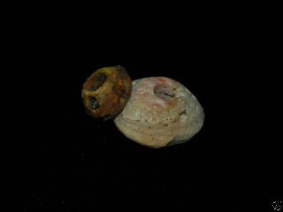 Pre Columbian 2 White Shell Spindle Whorl Beads photo