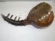 Antique Handmade Primitive Hide Ox Horn Mystery Musical Instrument Mandolin Nr String photo 2