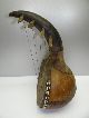 Antique Handmade Primitive Hide Ox Horn Mystery Musical Instrument Mandolin Nr String photo 7