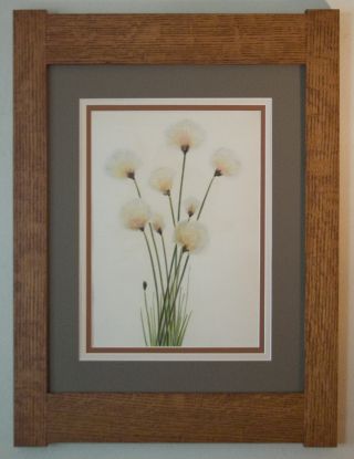 Mission Style Bungalow Quartersawn Oak Arts & Crafts Framed Print - Cottongrass photo