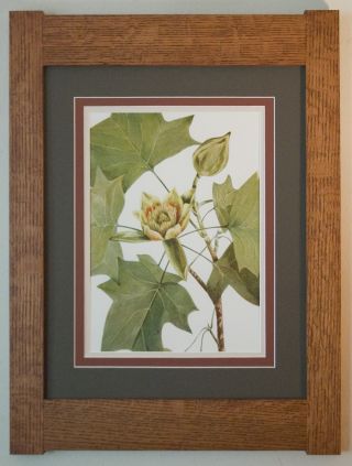 Mission Style Bungalow Quartersawn Oak Arts & Crafts Framed Print - Tulip Tree photo