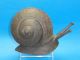Huge Signed Antique Arts & Crafts Carved Wood Snail ~ 11 