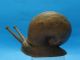Huge Signed Antique Arts & Crafts Carved Wood Snail ~ 11 