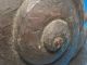 Huge Signed Antique Arts & Crafts Carved Wood Snail ~ 11 