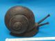 Huge Signed Antique Arts & Crafts Carved Wood Snail ~ 11 