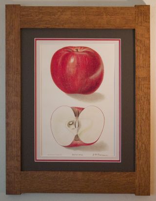 Mission Style Bungalow Quartersawn Oak Arts & Crafts Framed Print - Doctor Apple photo