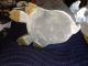 Rare Arthur Court Aluminum Wart Hog Wine Champagne Cooler Mid Century Modern Mid-Century Modernism photo 9