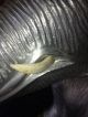 Rare Arthur Court Aluminum Wart Hog Wine Champagne Cooler Mid Century Modern Mid-Century Modernism photo 5