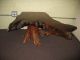 Mid Century Modern Redwood Coffee Table Mid-Century Modernism photo 1