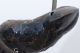 Vintage Bird Parrot In Brass Custom Made Mid-Century Modernism photo 2