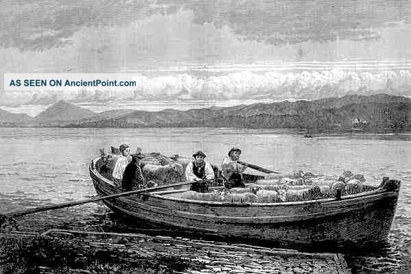 Sheep 1873: On A Ferry Boat.  Farmer.  Scotland.  Old Antique Print. Victorian photo