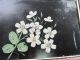 Antique Victorian Wall Pocket Rack Floral Hand Painted Victorian photo 1