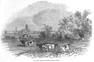 Glos: Gloucester.  Cattle.  Old Vintage View.  1853.  Gloucestershire photo
