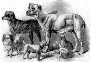 Dogs: Prize Winners.  Greyhound.  Pug.  Setter.  Etc 1861 photo