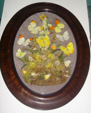 Butterfly Collection Yellows & Whites Mounted In Oval Victorian Shadowbox Frame photo