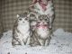 Set Of Three Reproduction Fabric Cats W/ White Doilie Primitives photo 1