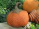 Primitive Halloween 4 Early Harvest Folk Art Grungy Pumpkins Primitives photo 3