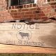 ~primitive Barn Wood Sign~notice Bull In Pasture W Leather Hanger~ Primitives photo 1