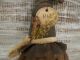 Primitive Salem Halloween Witch Doll/cupboard Tuck~ooak~must See~1862 Primitives photo 2