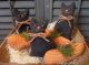 Gathering Of Primitive Handmade Pumpkins And Black Cats - Bowl Fillers/ornaments Primitives photo 1