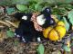 Vintage Look Halloween Sleeping Black Kitty Cat With Pumpkin,  5,  5 