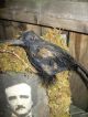 Primitive Grungy Gothic Mixed Media Edgar Allan Poe With Raven Crow Primitives photo 3