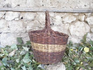 Finding An Old House,  19th Century,  Hand - Woven Basket And Pretty Big Juniper. photo