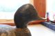 Black Duck Vintage Duck Decoy Primitives photo 7