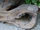 Vintage Handmade Rustic Cypress Tree Trunk Stump Root Accent Table Charleston Sc Primitives photo 9