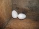 Vintage Hand Blown White Milk Glass Nesting Chicken Hen Eggs (qty 2) Starter Egg Primitives photo 2