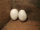 Vintage Hand Blown White Milk Glass Nesting Chicken Hen Eggs (qty 2) Starter Egg Primitives photo 5
