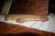 Antique Primitive Old Hand Made Wooden Pig Cutting Board Primitives photo 3