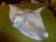Chinese Jade Or Hardstone Manta Ray Beautifully Carved Amazing Item Rare C19th Other photo 1