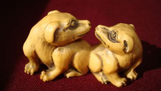 Lovely Old Japanese Ox - Bone Netsuke - Two Dogs Friends photo