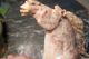 Antique Chinese Large Stone Carving Sculpture Horse Statue Horses photo 1