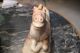 Antique Chinese Large Stone Carving Sculpture Horse Statue Horses photo 8