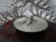Masterly Hand Crafted Japanese Sterling Silver Pine Bonsai Tree Mitsunori Japan Other photo 8