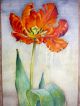 Painting Of A Tulip With Text And Mabling Borders Middle East photo 1